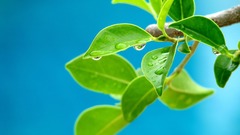 Nature leaves Plants