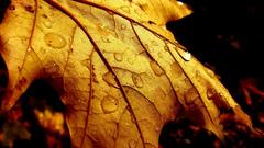 Nature leaves Plants