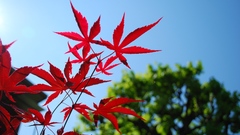 Nature leaves Plants