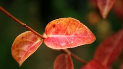 Nature leaves Plants