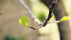 Nature leaves Plants