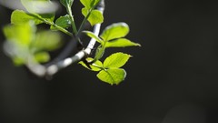 Nature leaves Plants