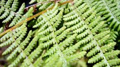 Nature leaves Plants