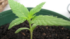 Nature leaves Plants