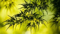 Nature leaves Plants bokeh