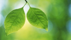 Nature leaves Plants depth