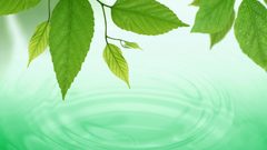 Nature leaves Plants Green