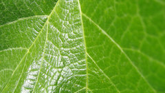 Nature leaves Plants macro
