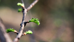 Nature leaves Plants macro