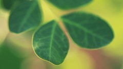 Nature leaves Plants macro