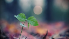 Nature leaves Plants macro