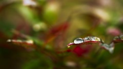 Nature leaves Plants macro