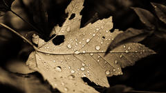 Nature leaves Plants monochrome