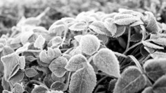 Nature leaves Plants monochrome