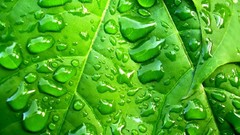 Nature leaves Plants water