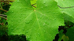 Nature leaves Plants water