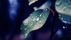 Nature leaves Plants water