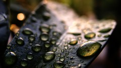 Nature leaves Plants water