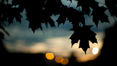 Nature leaves silhouettes bokeh