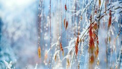 nature leaves snow bokeh Plants ice winter outdoors