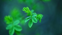 Nature leaves spring Plants