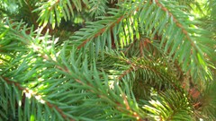 Nature leaves spruce Green