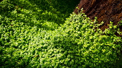 Nature leaves sunlight Clovers