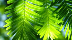 Nature leaves sunlight macro