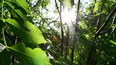 Nature leaves sunlight sun