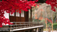 nature leaves Trees red fall Asia