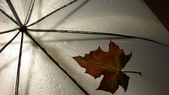 Nature leaves Umbrellas fallen