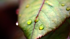 Nature leaves water drops