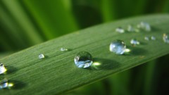 Nature leaves water drops