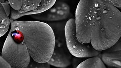 Nature leaves water drops