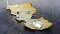Nature leaves water drops