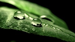 Nature leaves water drops