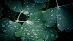 Nature leaves water drops