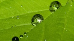 Nature leaves water drops