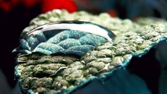 Nature leaves water drops