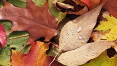 nature leaves water drops fall fallen leaves 2006 (Year)