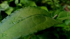 nature leaves Water Lilies macro Plants water drops