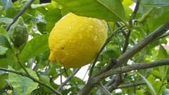 Nature lemons