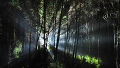 Nature light Contact forests