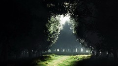 Nature light forests