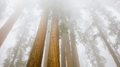 Nature light forests