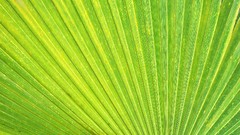 Nature light Green palm leaves