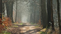 Nature light Temptation