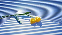 Nature light tulips stripes shadows yellow flowers