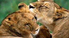 nature lion Animals