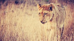 nature lion Anime Animals big cats Plants outdoors